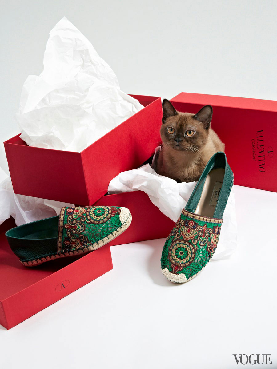 Cats: Valentino, Burmese Brown Cat