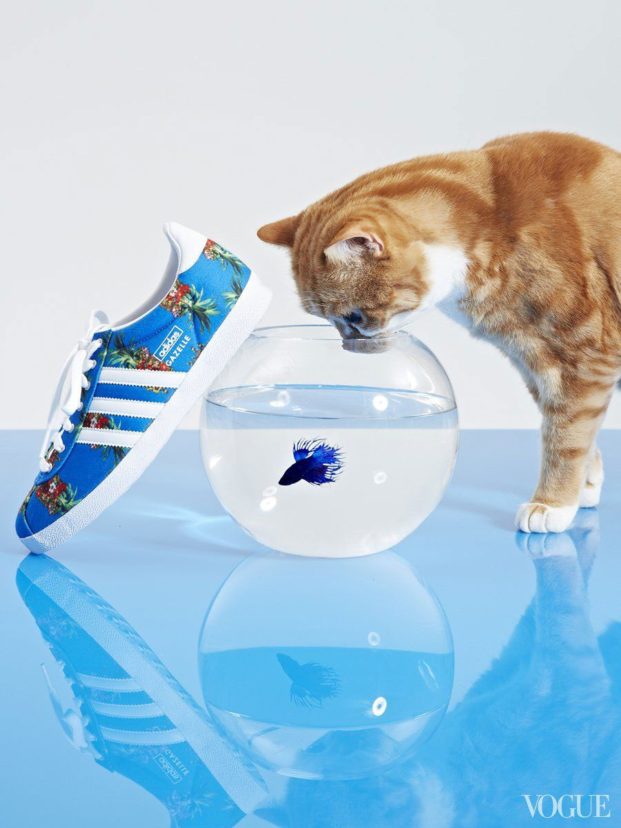 Cats: Vogue Magazine, Red Tabby Cat