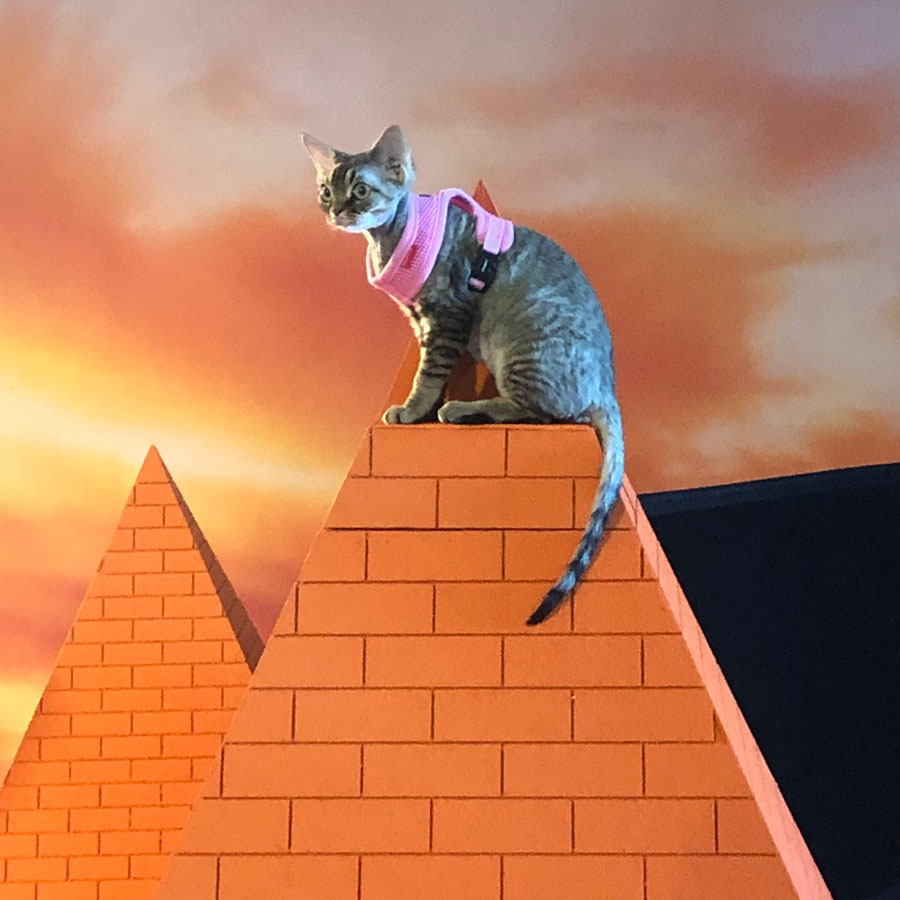 Cats: Mailchimp, Cornish Rex Cat