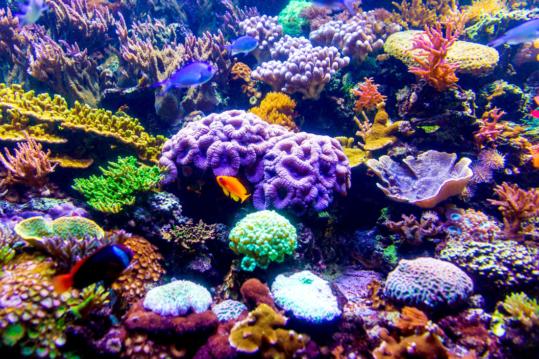 All Creatures Great & Small Aquatic & Marine Animals