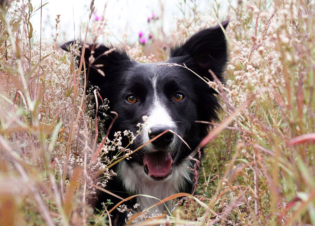 All Creatures Great & Small Dogs