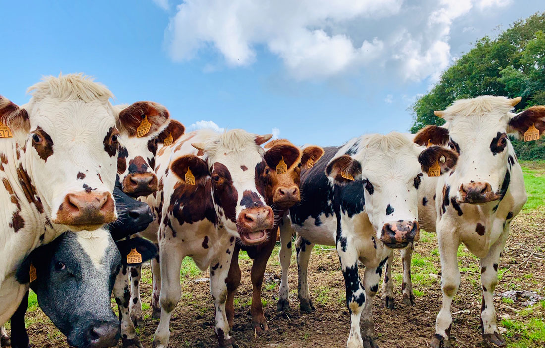 All Creatures Great & Small Farm Animals