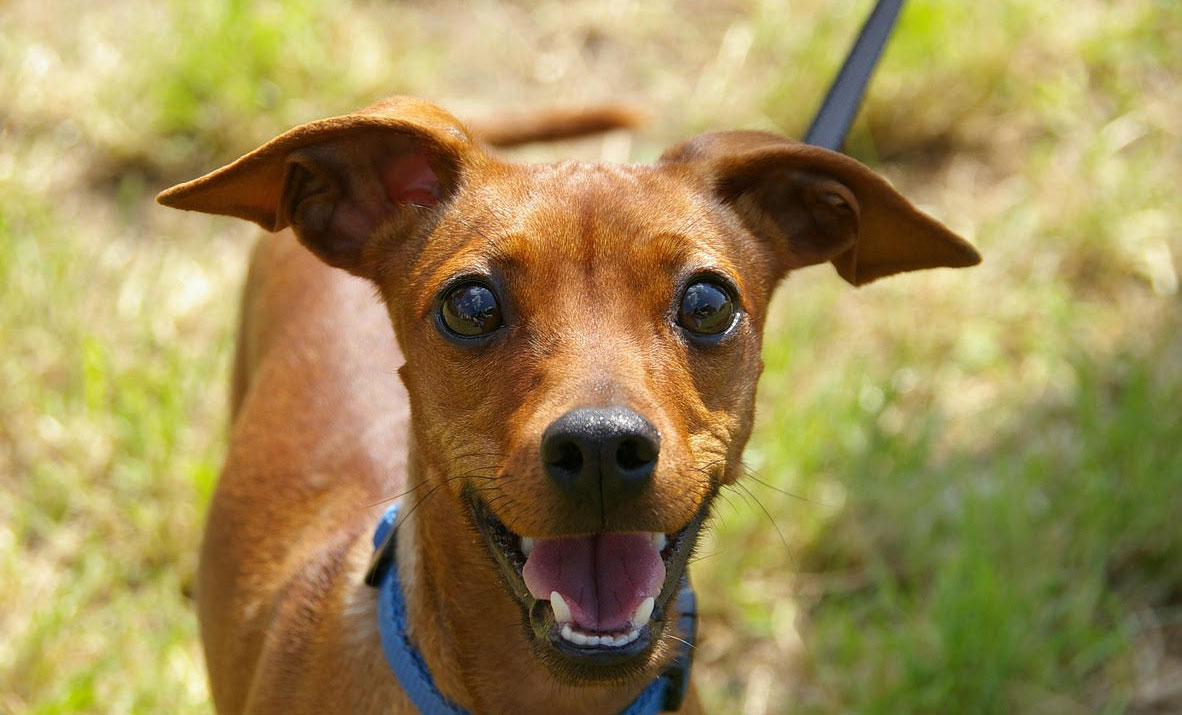 All Creatures Great & Small Shelters & Rescues