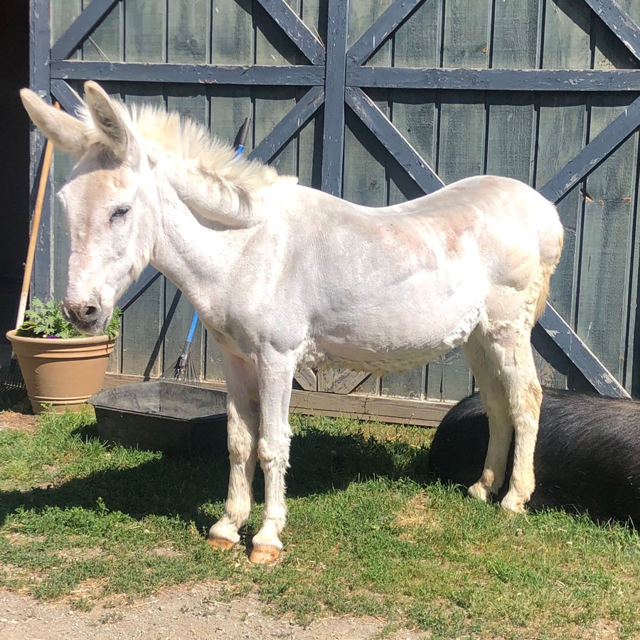 Farm Animals: New York Lottery, White Donkey