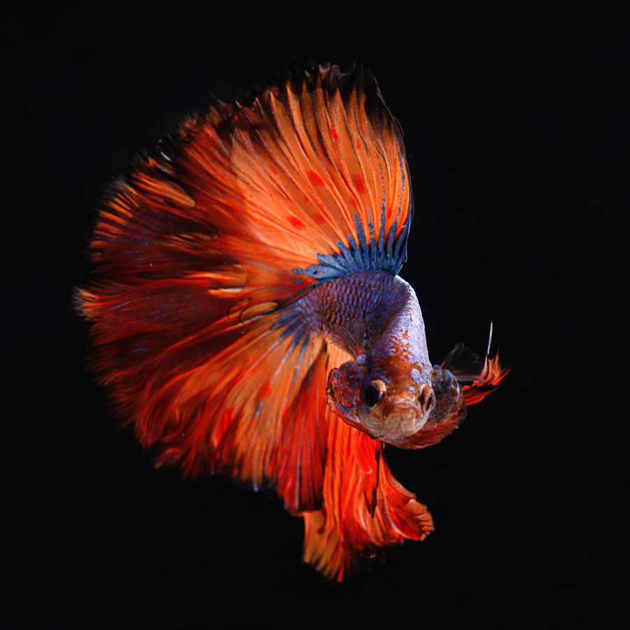 Aquatic & Marine: Betta Fish