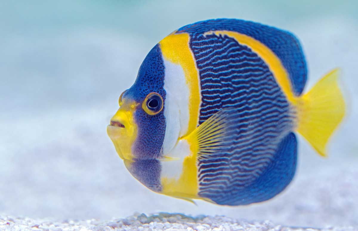 Aquatic & Marine: Angel Fish
