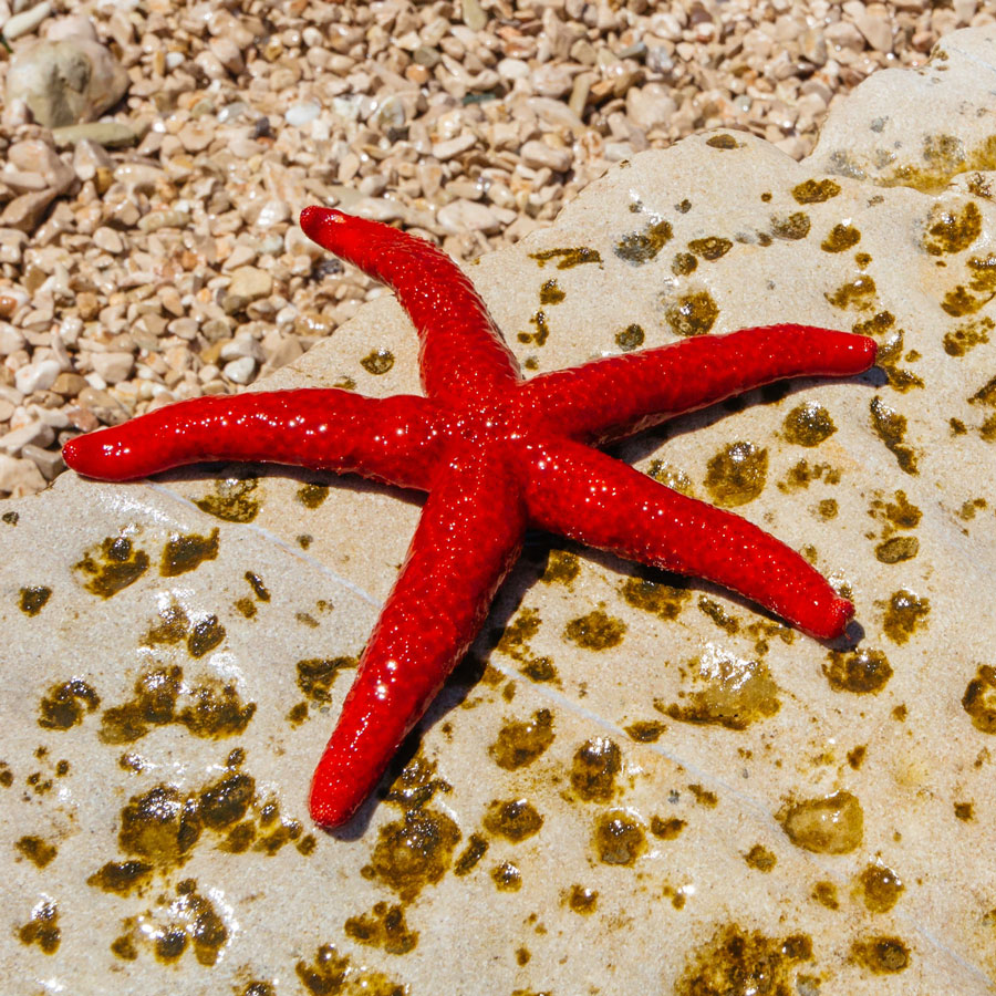Aquatic & Marine: Sea Star