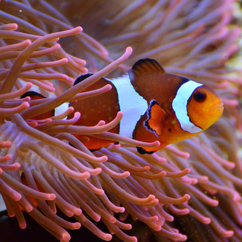 Aquatic & Marine: Clown Fish