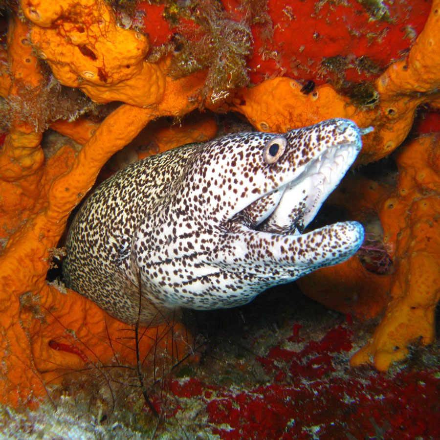 Aquatic & Marine: Eel