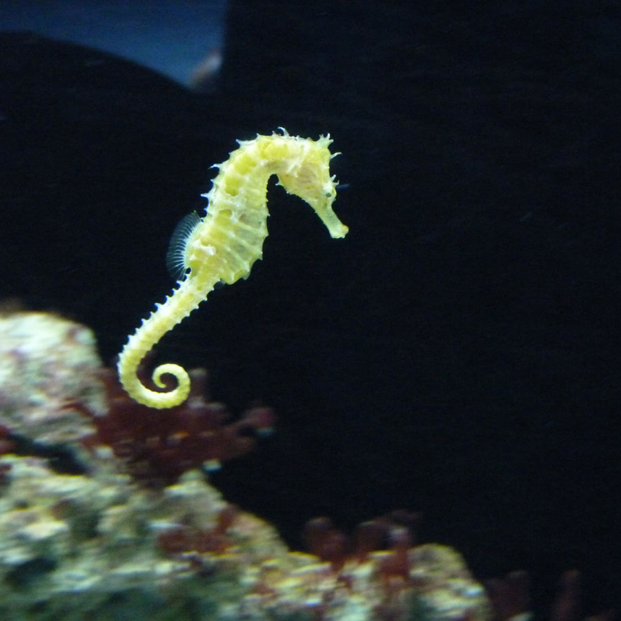 Aquatic & Marine: Sea Horse