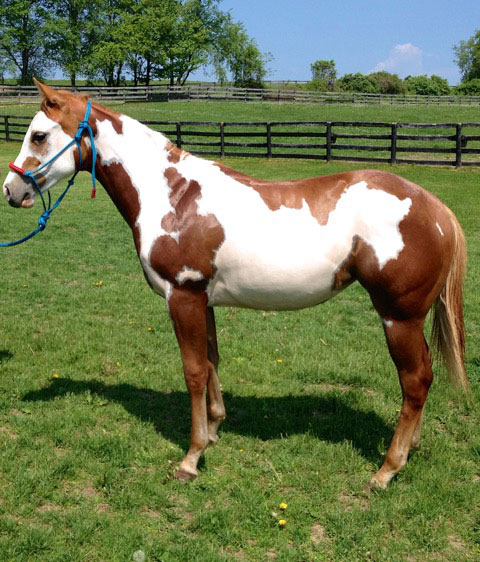 Horses: Music Video, Paint Horse