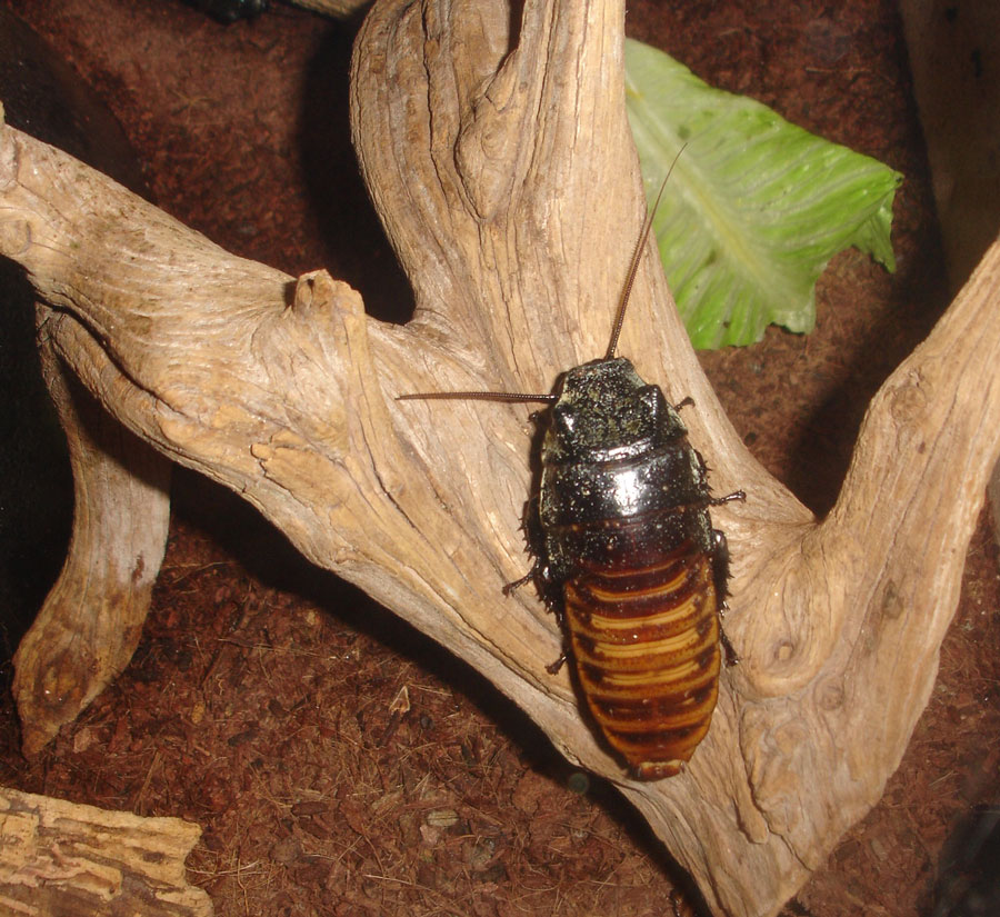 Insects & Bugs: Cockroaches