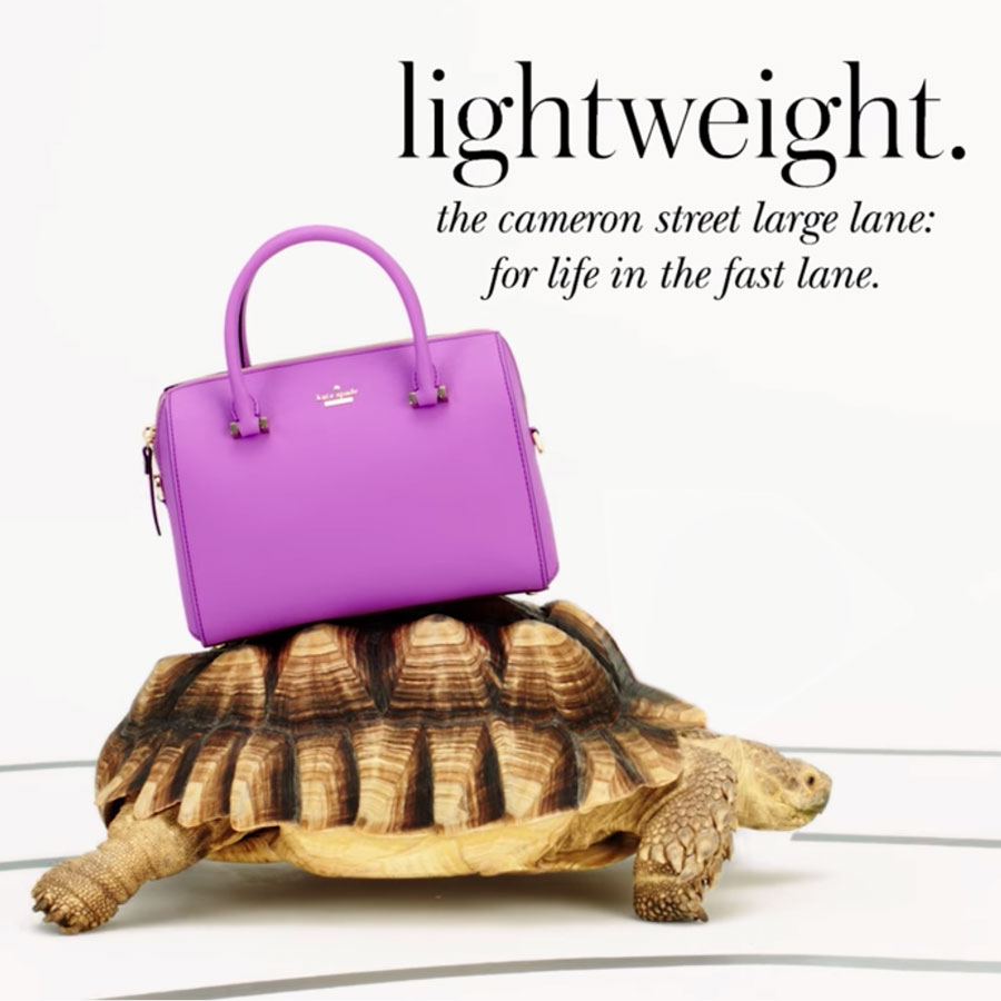 Reptiles & Amphibians: Kate Spade, Sulcatta Tortoise, Turtle