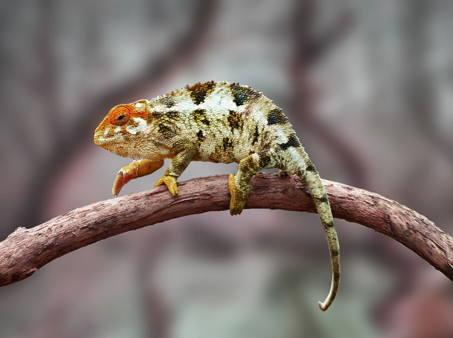 Reptiles & Amphibians: Mansur Gavriel, Chameleon