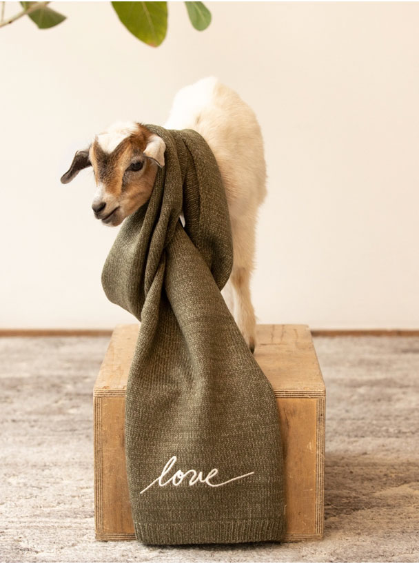 Shelters & Rescues: E.D. by Ellen Degeneres, Baby Goat Kid