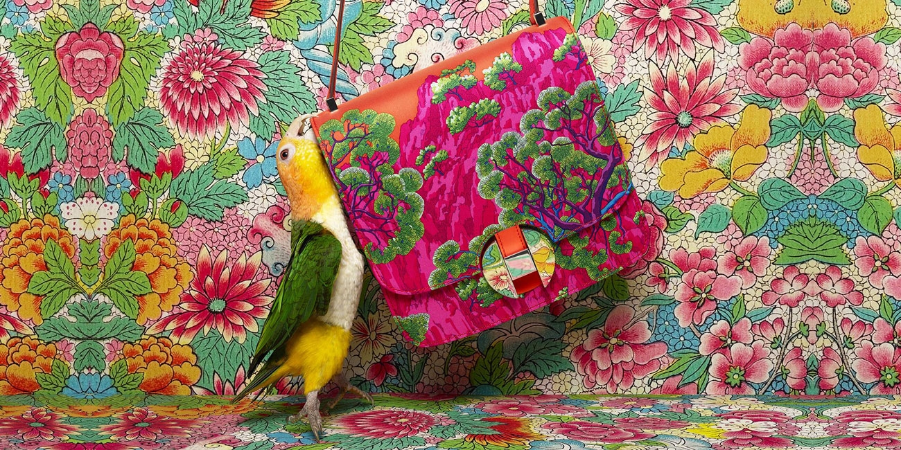 Shelters & Rescues: Elle, Kaique, Colorful Bird, Mitch Feinberg