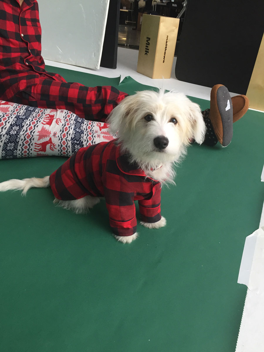 Shelters & Rescues: Gap, Mutt Dog, 'Monty'