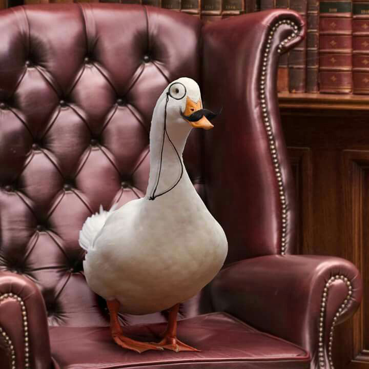 Shelters & Rescues: Aflac, White Duck