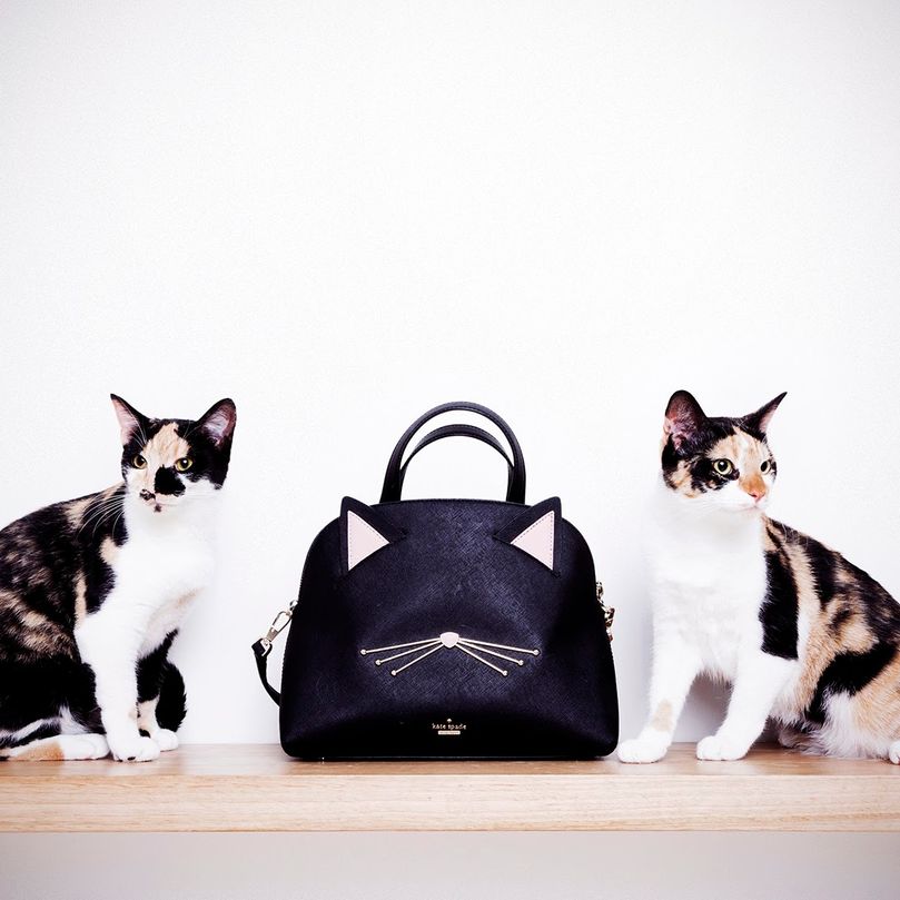 Shelters & Rescues: Kate Spade, Calico, Kittens, Cat