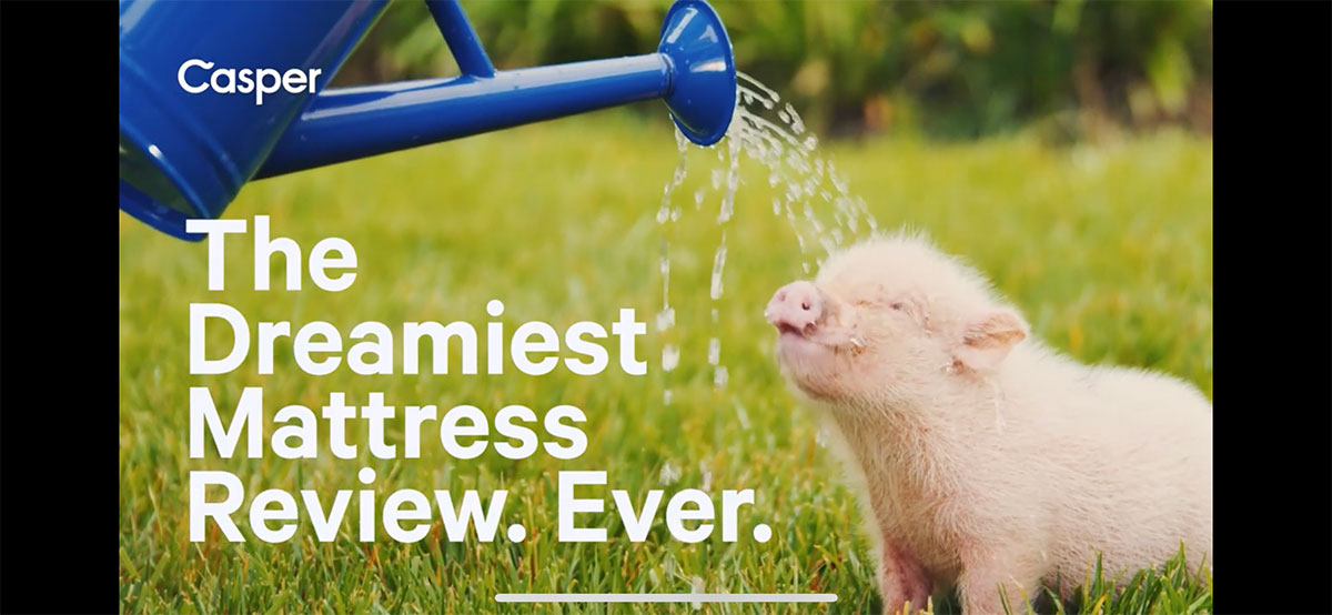 Casper Mattress, pig, piglet