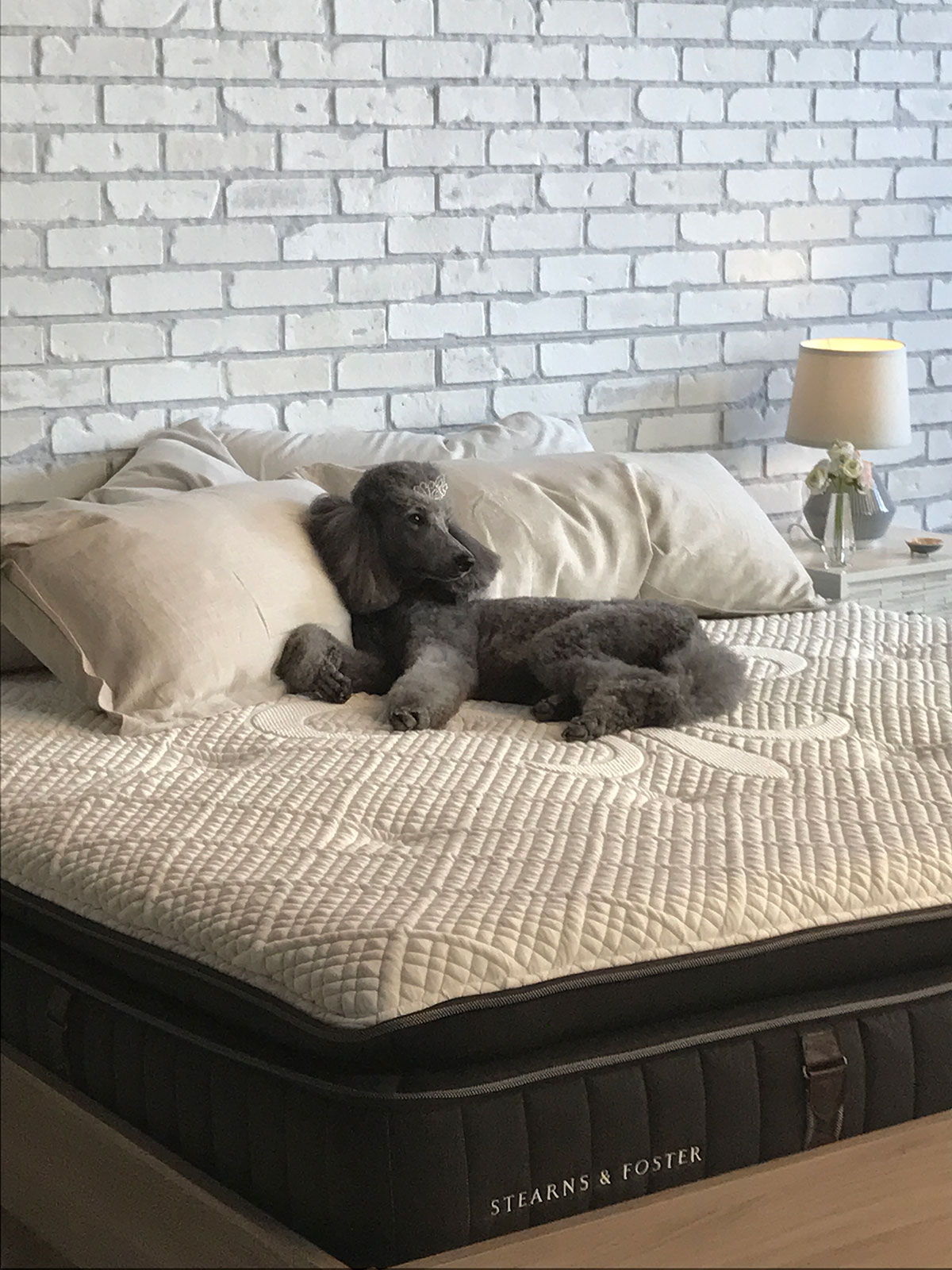 Macys Mattress, Poodle, dog
