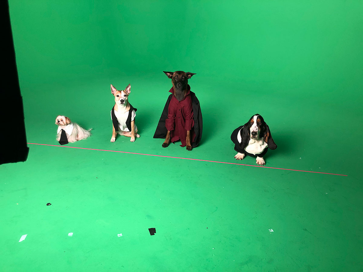 The Usual Suspects, dogs