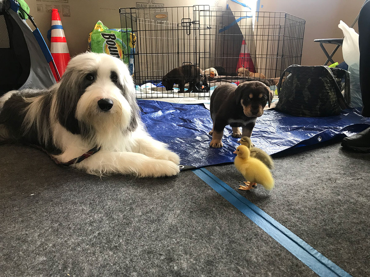 Casper Mattress, Dog, Puiies, Duck, Ducklings