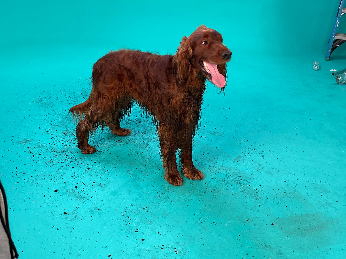 PetSmart, Grooming, Irish Setter Dog