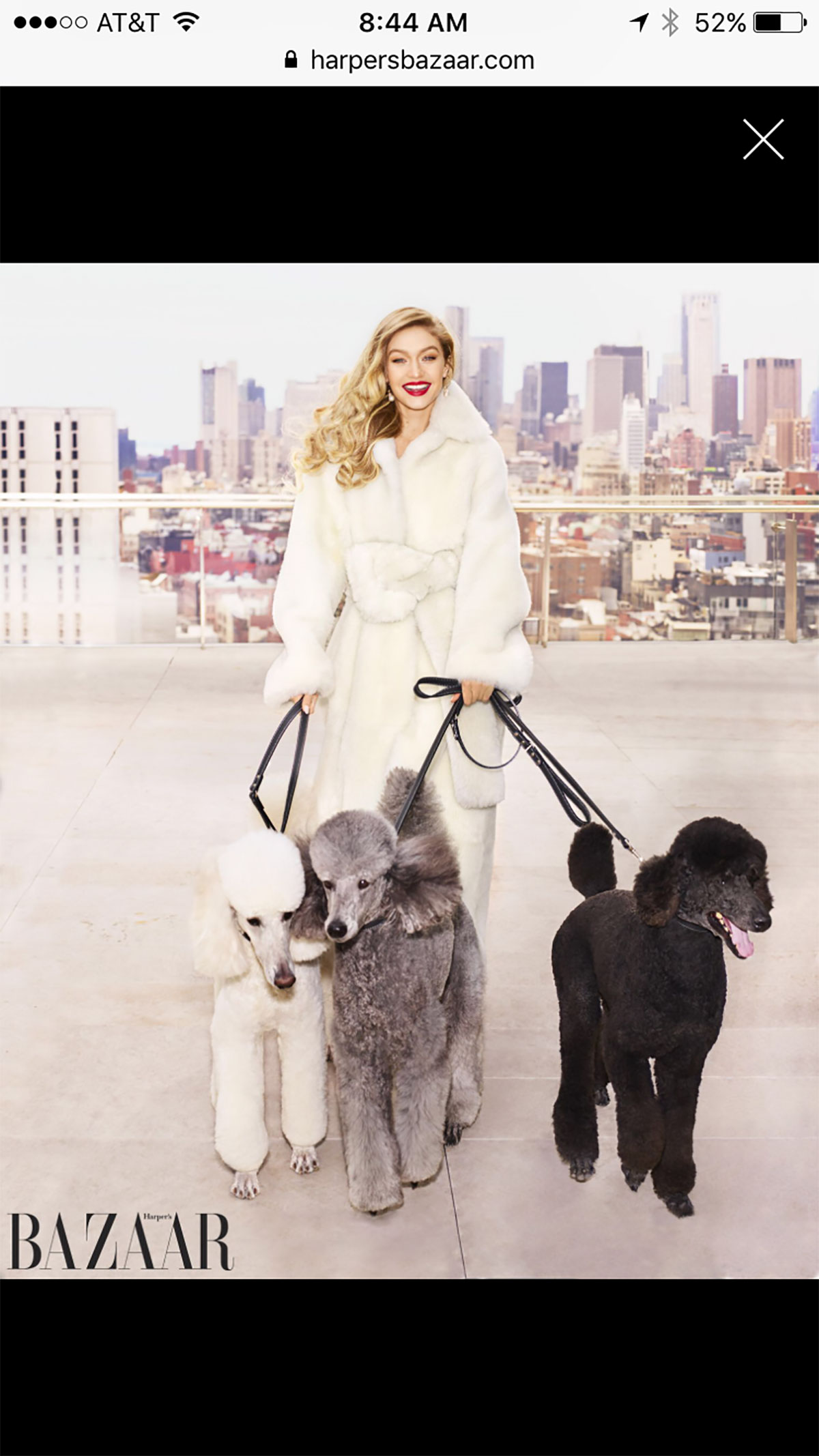 Harpers Bazaar, Gigi Hadid, Poodles, Dogs on leash