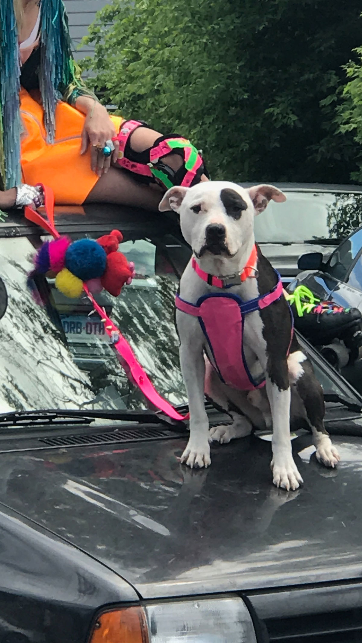 Asshole music video, dog