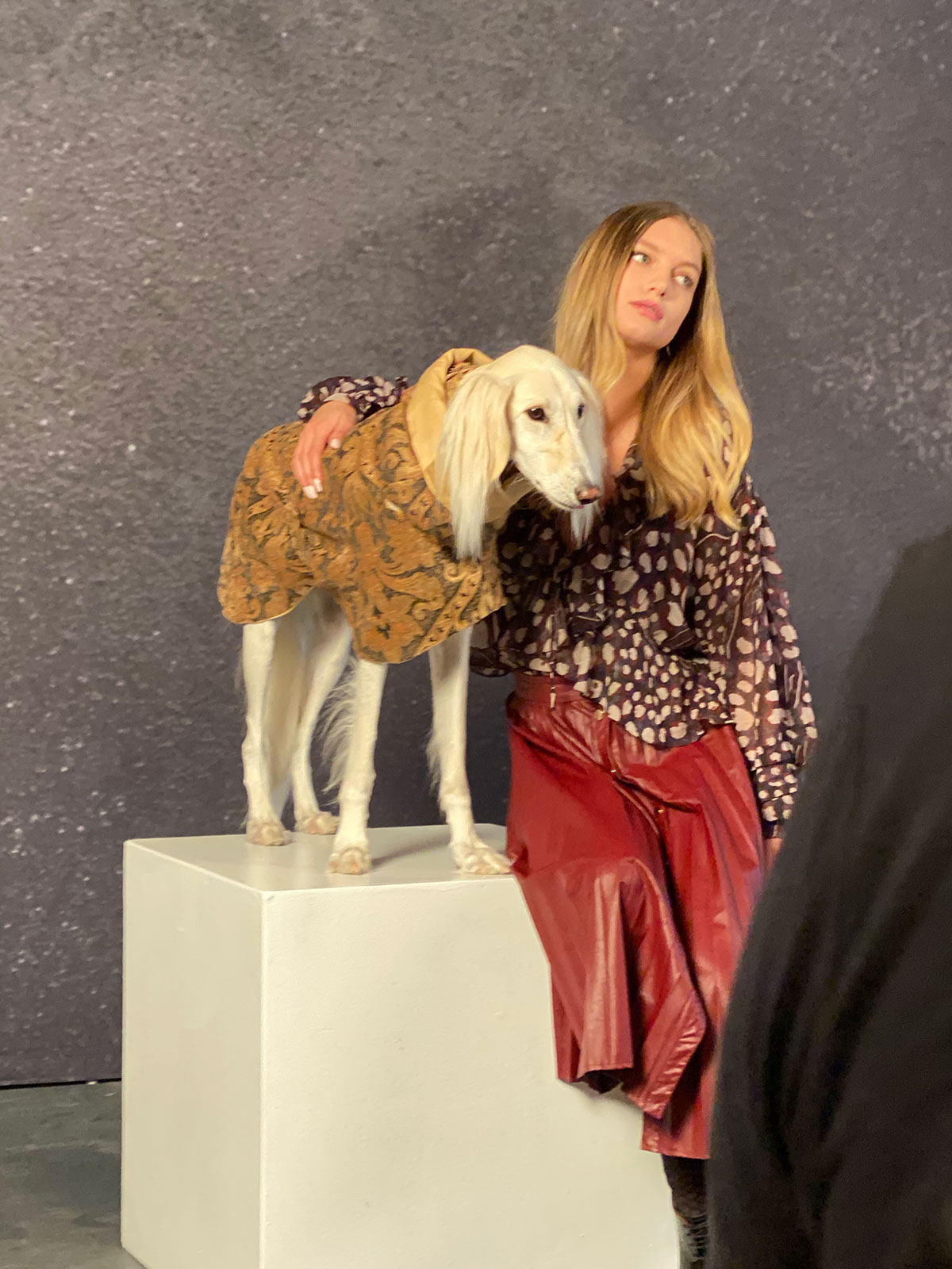 Canon Cameras, Suluki dog