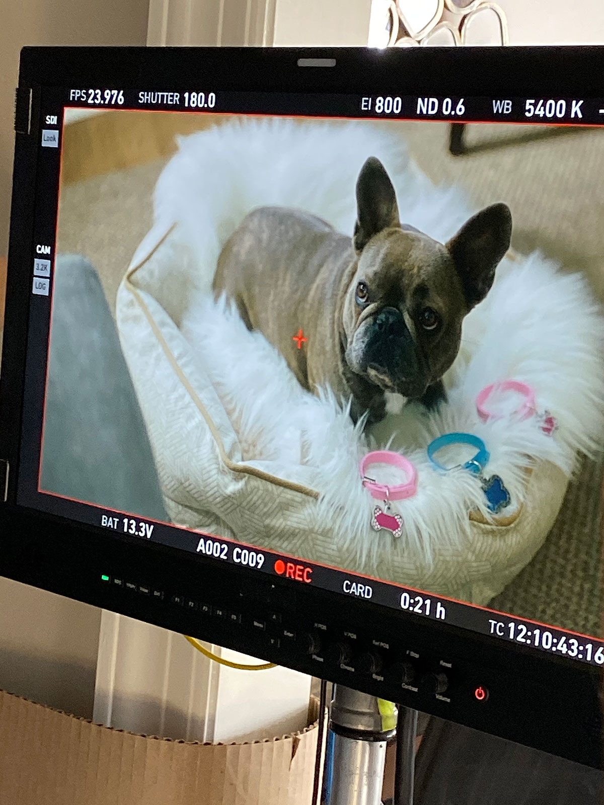 Citizens Bank, French Bulldog, dog, Frenchie