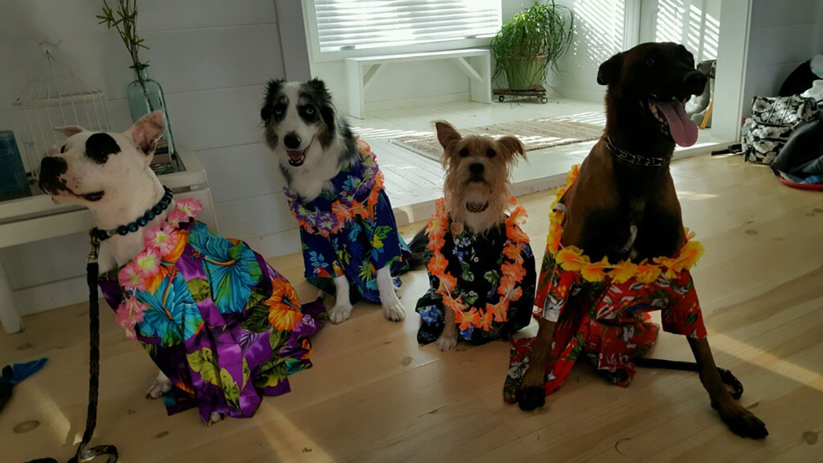 Samsung Smart Cam, dogs