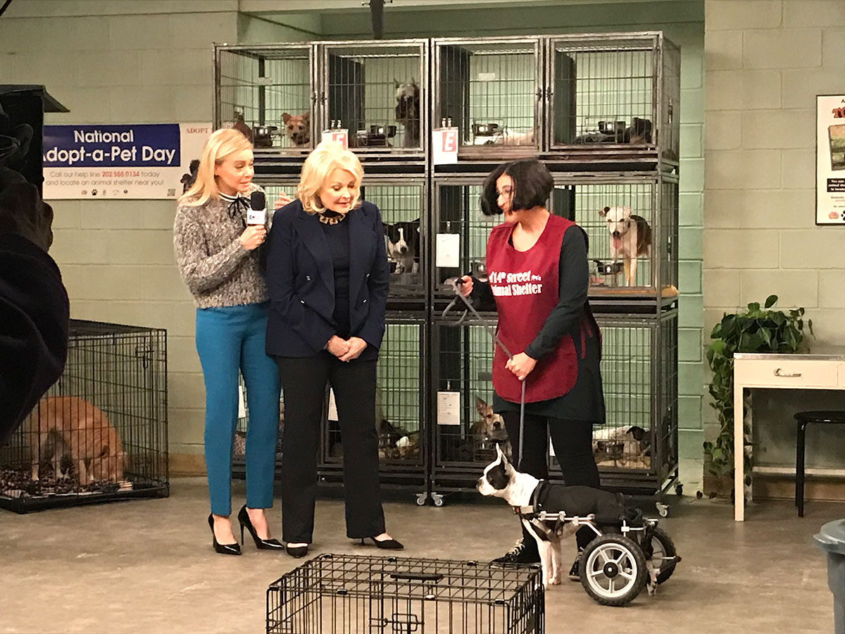 Murphy Brown, Faith Ford, Candice Bergen, shelter & wheelchair dogs