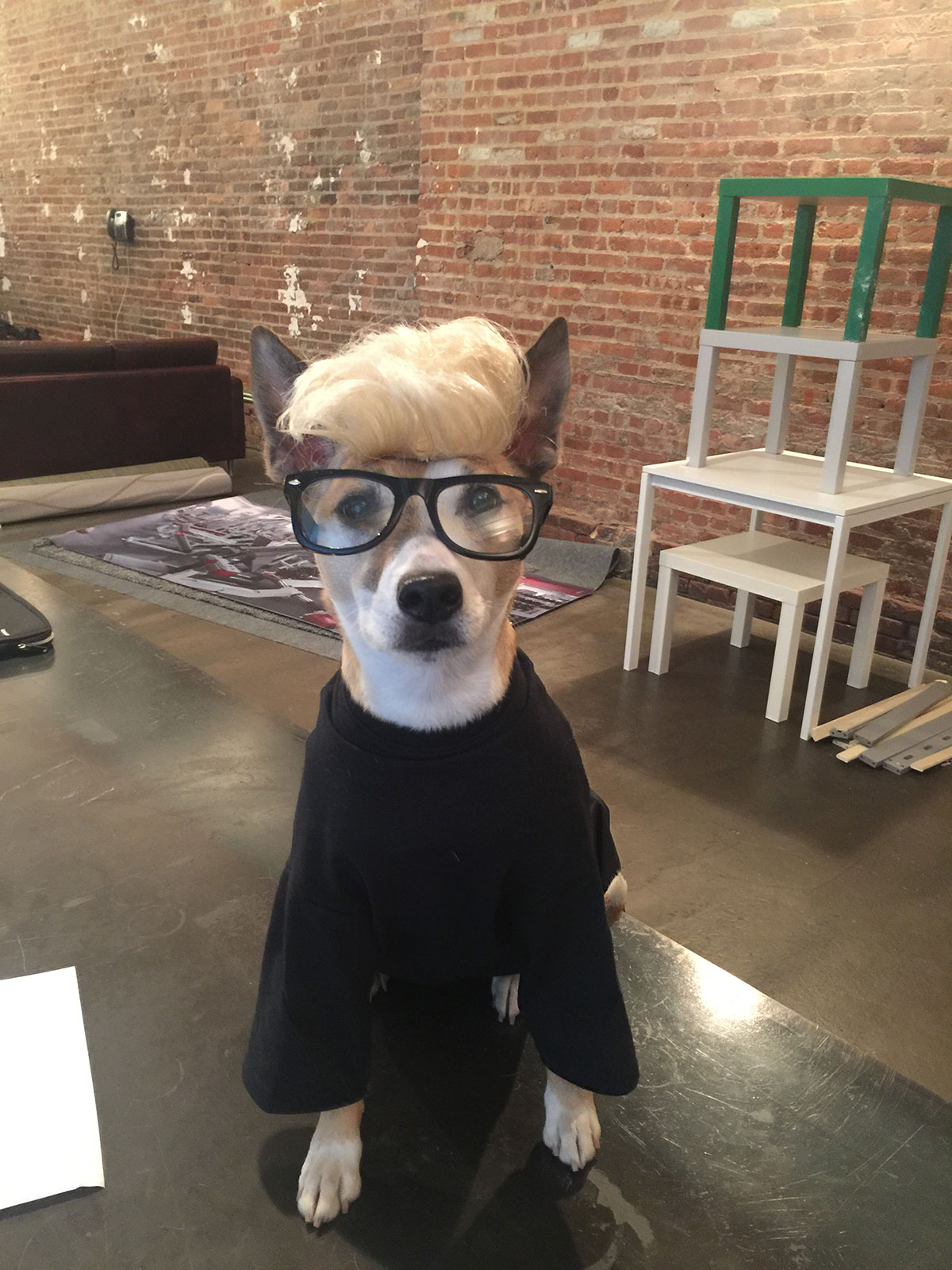 YouTube, Voting IRL, Tyler Oakley, dog in costume