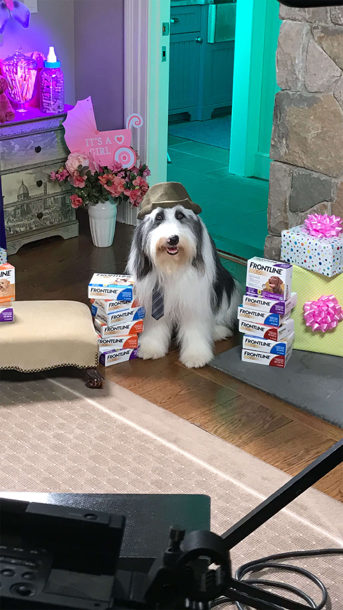 Frontline, As the Dog Barks, dog