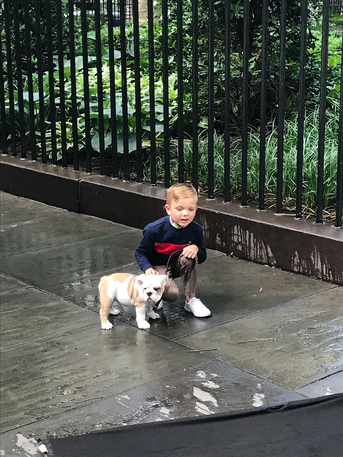 Ralph Lauren kids, english bulldog, puppy
