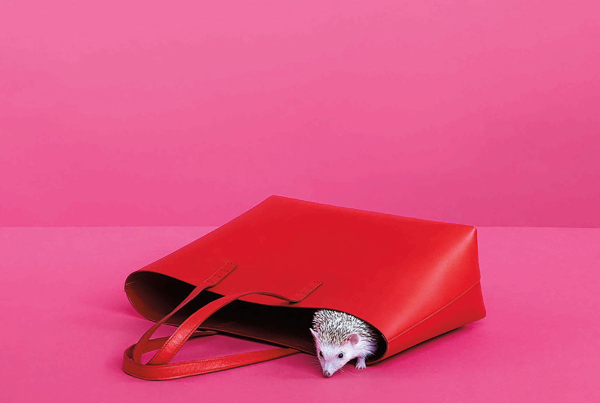Mansur Gavriel, hedgehog, handbags