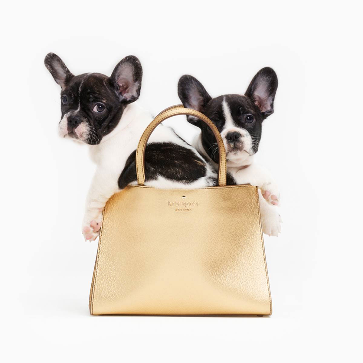 Kate Spade, French bulldog, Frenchies, puppies, dog