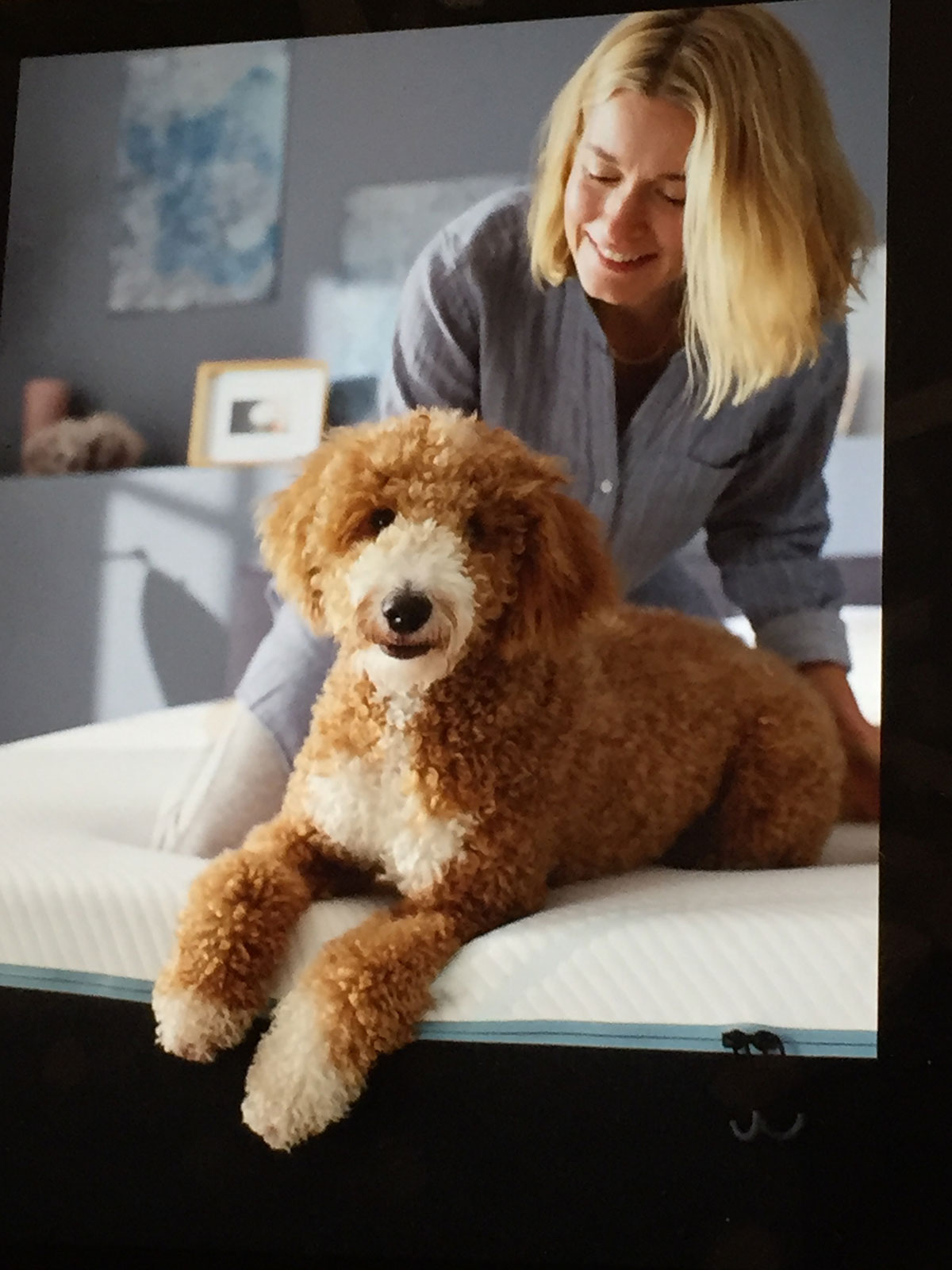 Tempupedic Mattress, Doodle dog
