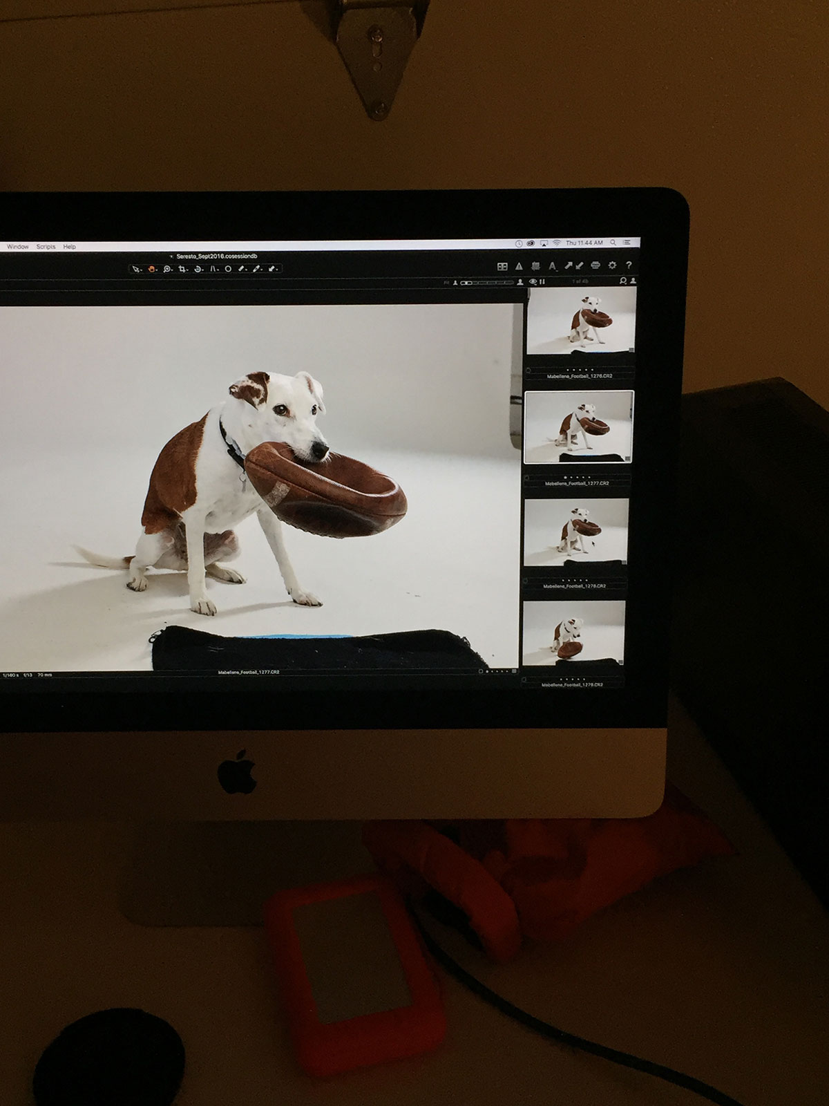 Seresto, Jack Russell, JRT, dog