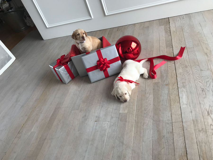 Full Beauty, puppies, holiday