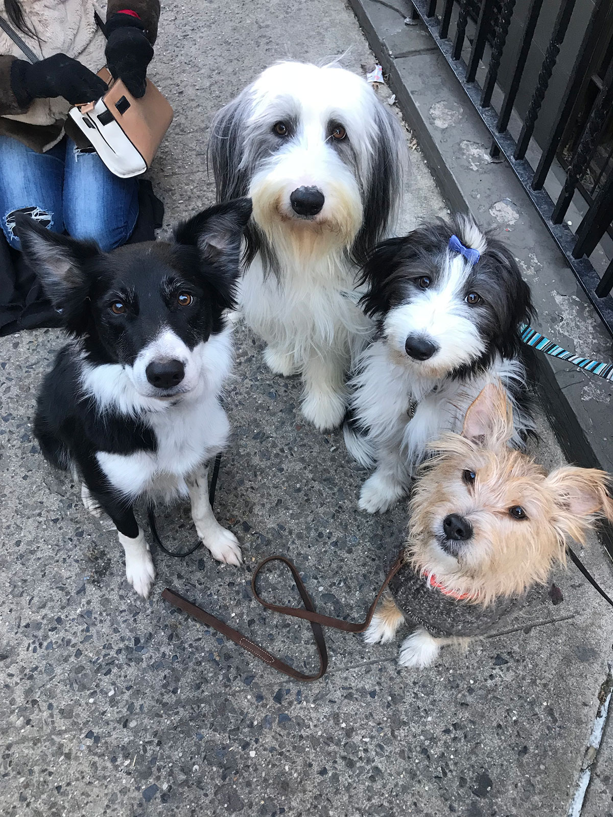 Mastercard, dog group