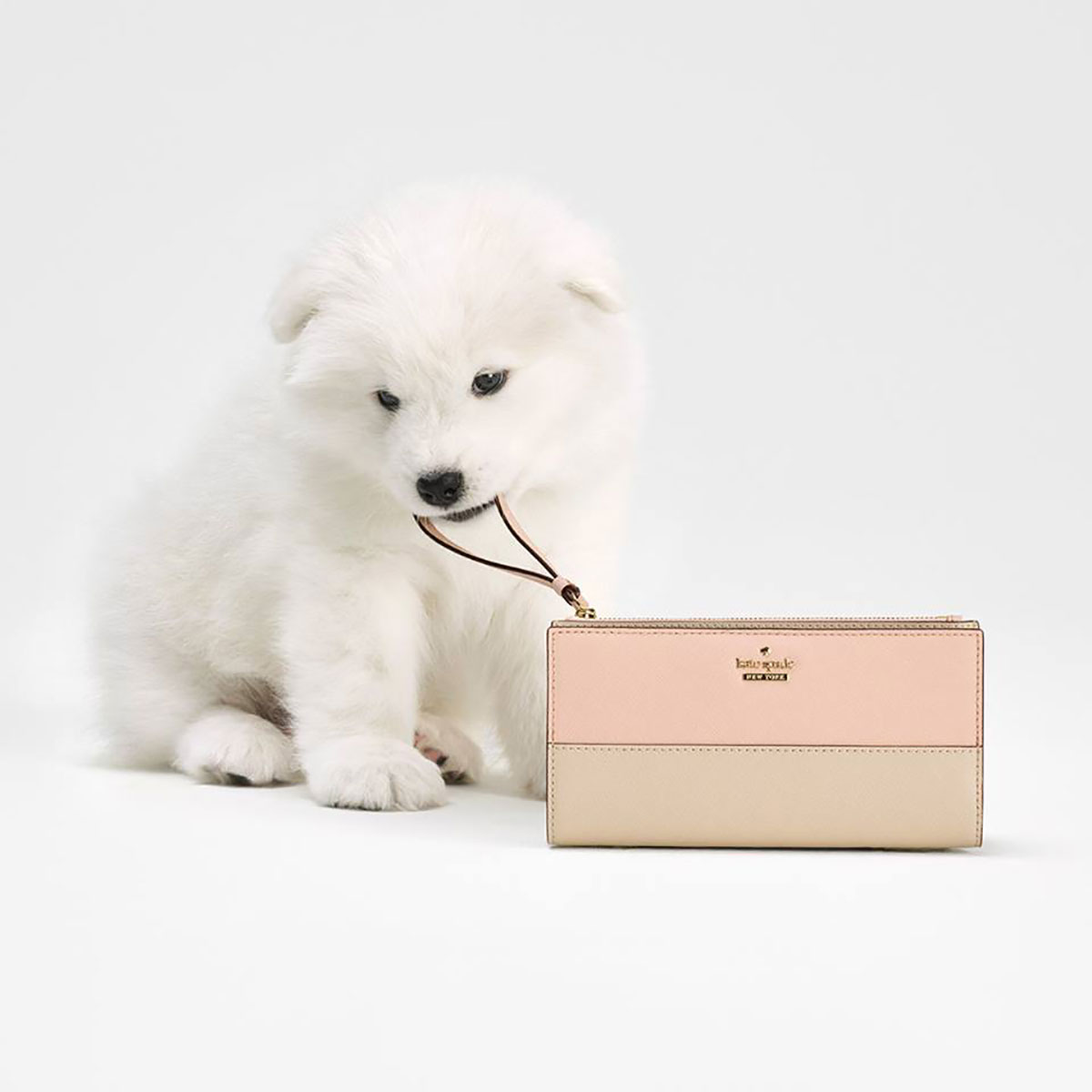 Kate Spade, Samoyed Puppy, dog