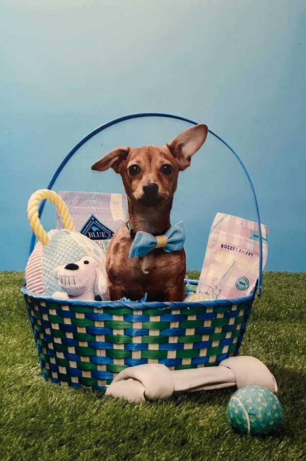 Target, Easter, Dog in bow tie